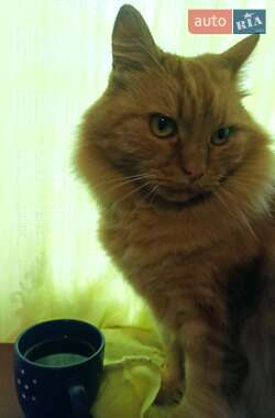 Гольф-кар ABM Tornado 2022 в Виннице