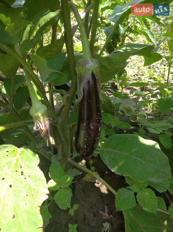 Универсал Volkswagen Golf 2003 в Черновцах фото Универсал Volkswagen Golf 2003 в Черновцах