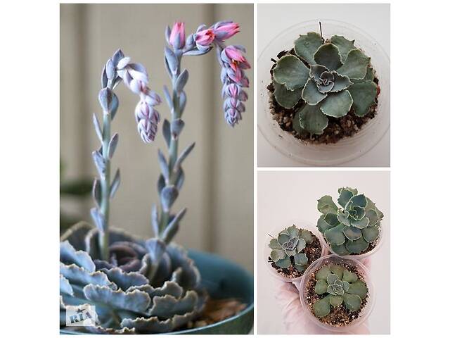 Эхеверия кудрявая, Эчеверия Шавиана, Echeveria shaviana