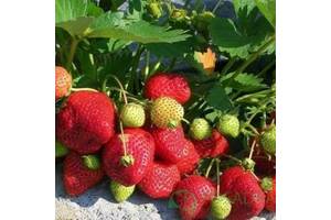 Рассада клубники одесская область. all for home and garden ochen krupnaya rannyaya klubnyka dzholy 230098204b. Рассада клубники одесская область фото. Рассада клубники одесская область-all for home and garden ochen krupnaya rannyaya klubnyka dzholy 230098204b. картинка Рассада клубники одесская область. картинка all for home and garden ochen krupnaya rannyaya klubnyka dzholy 230098204b. Дом и сад » Сад / огород