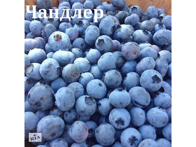 Саженцы голубики, брусники, жимолости, актинидии, клюквы.