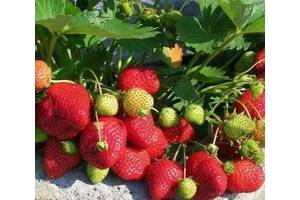 Медвежье ушко саженцы клубники. all for home and garden sazhentsy rassada klubnyky malyny ranye pozdnye remontantnye plodonosyat 157562169b. Медвежье ушко саженцы клубники фото. Медвежье ушко саженцы клубники-all for home and garden sazhentsy rassada klubnyky malyny ranye pozdnye remontantnye plodonosyat 157562169b. картинка Медвежье ушко саженцы клубники. картинка all for home and garden sazhentsy rassada klubnyky malyny ranye pozdnye remontantnye plodonosyat 157562169b. Различные элитные сорта голландской селекции.крупни, сладкие, транспортабельные. ранние: десна, Хоней, румба. Среднеранние: соната, флорета, Эльсанта. Поздние: мальвина, дж.