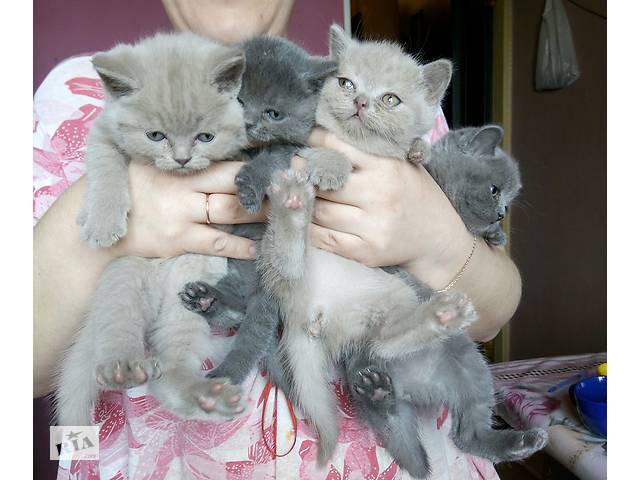 Британские котята