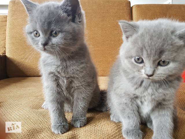 Чистокровные британские котята