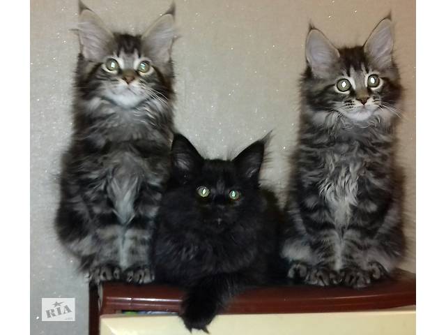 Котята Мейн-Кунята