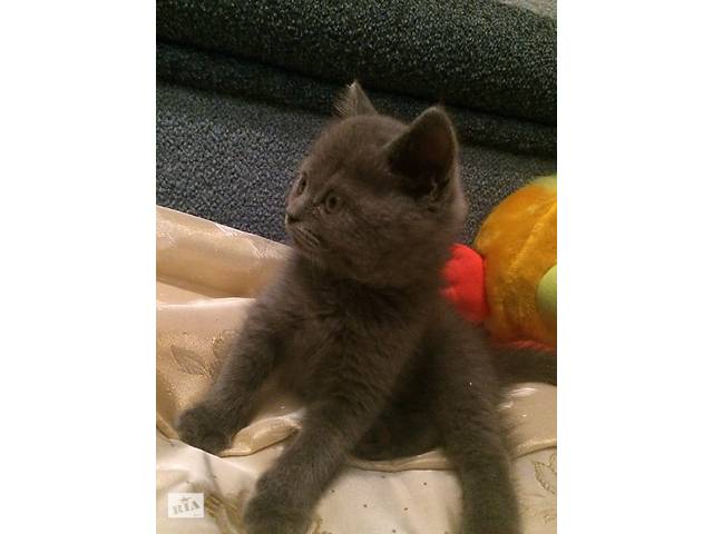 Продам милейших котят шотландских остроухих