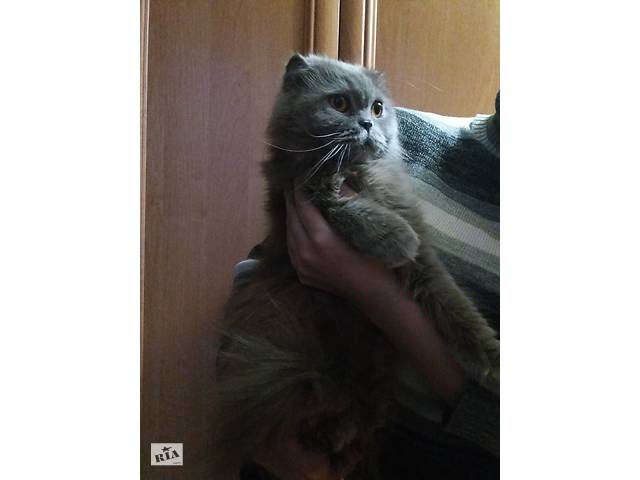 Шотландский хайленд фолд(документы в подарок)