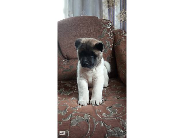 Акита
