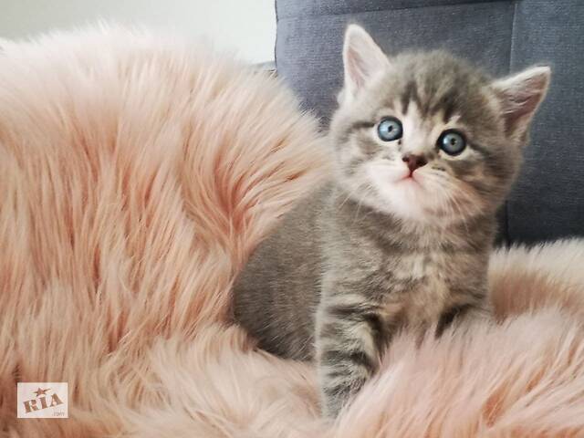 Шотландські прямовухі кошенятка