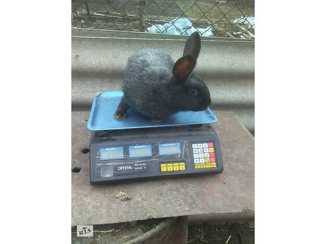 Продам кроликов.