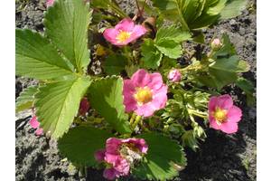 Медвежье ушко саженцы клубники. potted plants flowers sazhentsy rassada klubnyky luchshye sorta furor florentyna murano y dr 101971054b. Медвежье ушко саженцы клубники фото. Медвежье ушко саженцы клубники-potted plants flowers sazhentsy rassada klubnyky luchshye sorta furor florentyna murano y dr 101971054b. картинка Медвежье ушко саженцы клубники. картинка potted plants flowers sazhentsy rassada klubnyky luchshye sorta furor florentyna murano y dr 101971054b. Различные элитные сорта голландской селекции.крупни, сладкие, транспортабельные. ранние: десна, Хоней, румба. Среднеранние: соната, флорета, Эльсанта. Поздние: мальвина, дж.