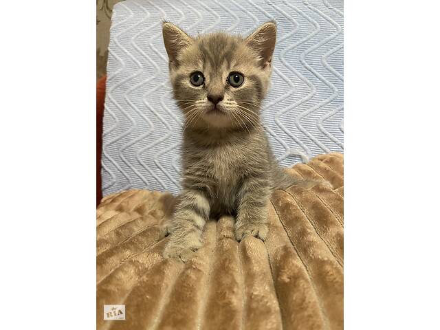 Комочек счастья