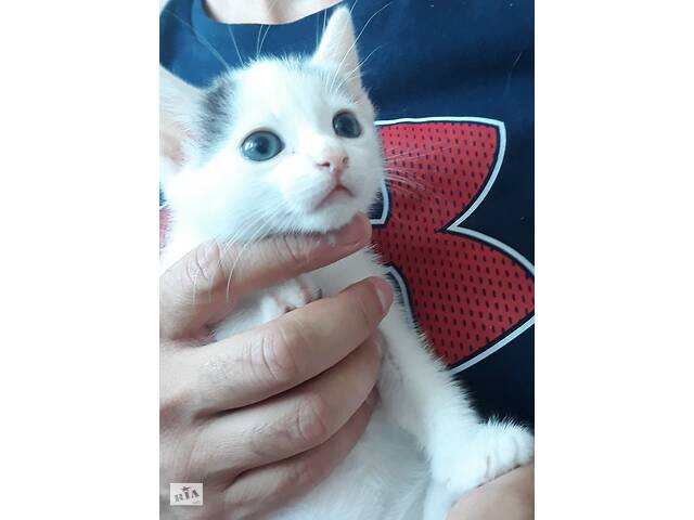 Кошенята безкоштовно
