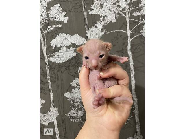 Котята донской сфинкс