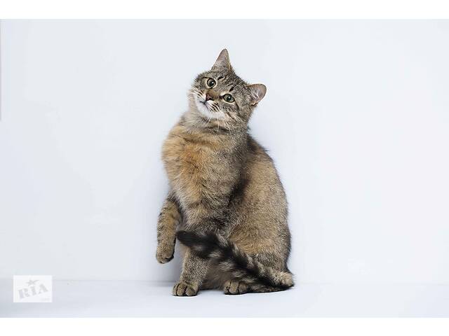 Отдам в хорошие руки молодого котика Олифа .