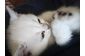  Породисті кошенята - білі пухнасті грудочки щастя .- объявление о продаже  в Тернополе