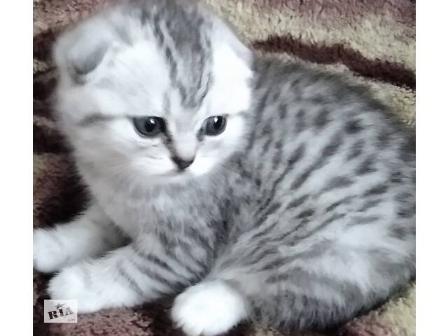 Продам котят вислоухих,родились 19 декабря