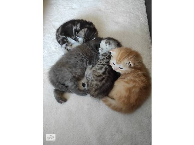 Шотландские котята
