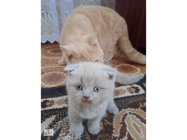 Шотландские вислоухие чистокровные котята