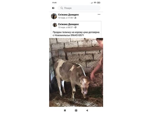 купить бу Телица в Здолбунове купить бу Телица в Здолбунове