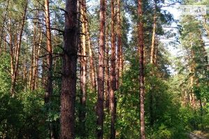 Продается земельный участок 100 соток в Сумской области